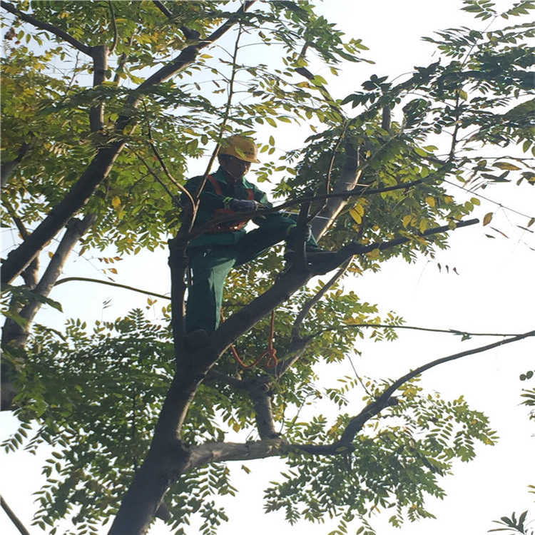 綠化(hua)養護 10