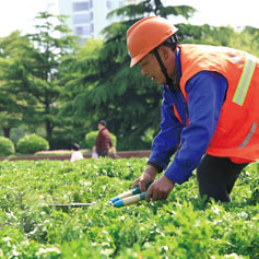 綠化(hua)養(yang)護(hu) 2