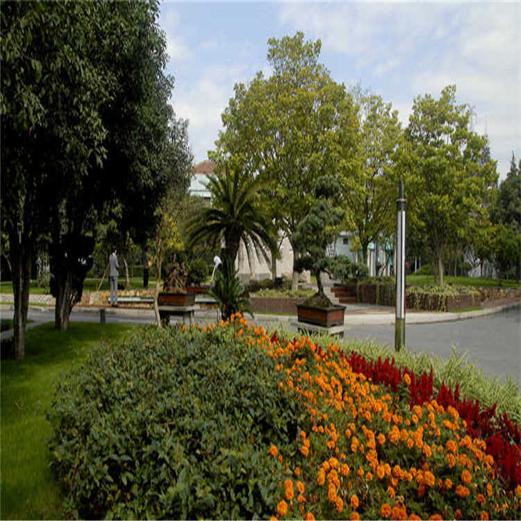 景(jing)點(dian)擺(bai)蘤(hua) 18