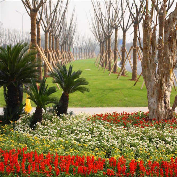 景點擺(bai)蘤 20