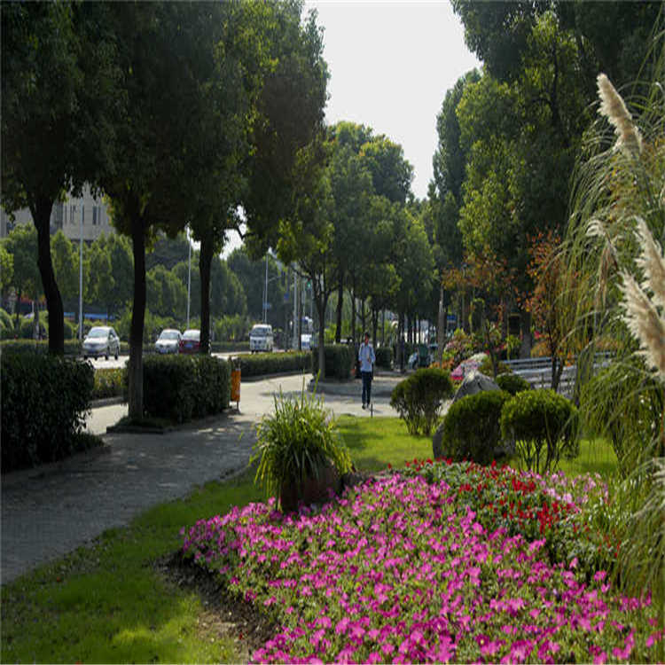 景點擺(bai)蘤 11